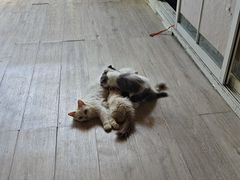 -楼上猫咖(罗湖店)