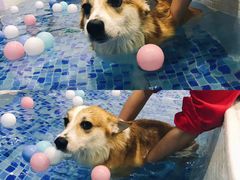 -BABYDOG宝贝狗宠物乐园(欧洲城店)
