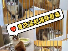 -爱洗澡的猫(天河路店)