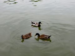 -溱湖国家湿地公园