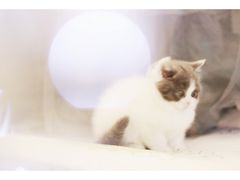 -喵zoo家庭繁育猫舍(尖东智能花园店)