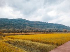 -艾米稻香小镇