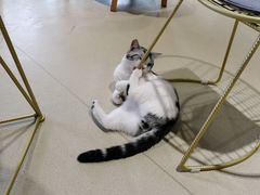 -藏猫猫咖啡主题馆(中央大道店)