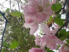 -高东镇樱花园