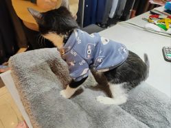 -ChenV西服礼服高级定制(市区养育巷店)