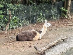 -广州长隆野生动物世界