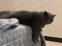 -lincat·猫舍(广州店)