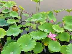 -莲花池公园