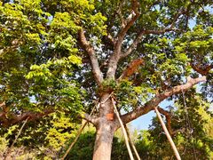 -福建鲤鱼洲酒店