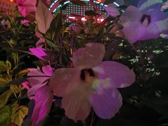 -兴芮温泉度假区