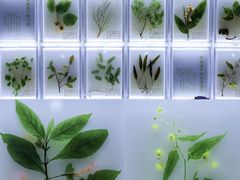 -广东中医药博物馆