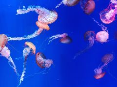 -海合安青岛极地海洋公园