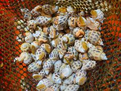 -巽寮印象美食部落餐厅·海鲜·地方特色菜(惠州体验店)