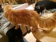 -猫腻·猫咖·撸猫馆(星光大道店)