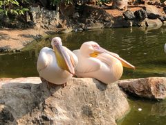 -昆明动物园