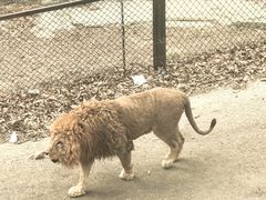 -大连森林动物园