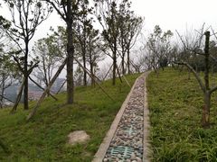 -铁山坪森林公园