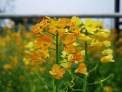 -洪湖家庭农场·团建·露营·会议