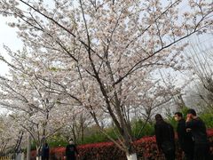 -高东镇樱花园