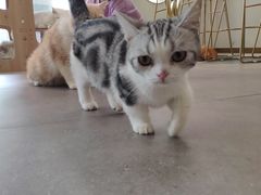-飞行喵MR PILOT|猫舍·猫咖(静安大融城店)