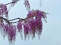 -嘉定紫藤园