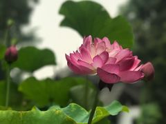 -成都杜甫草堂博物馆