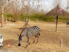 -北京野生动物园