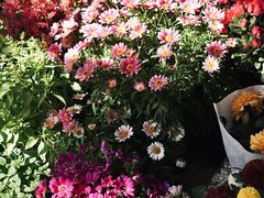 -溪岸路花鸟市场