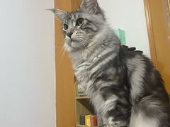 -瑞派·关忠动物医院·猫专科·犬专科(三环新城店)