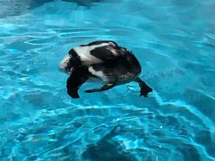 -帝企鹅自助餐厅•儿童岛•真企鹅(长隆企鹅酒店)