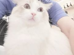 -飞行喵MR PILOT|猫舍·猫咖(静安大融城店)