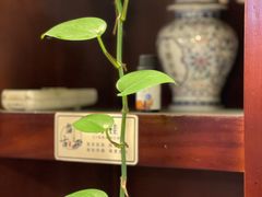 -盤古Spa泰式古法抓龙筋(鲁迅路店)