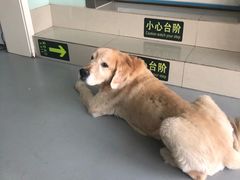 -北京派仕佳德动物医院·超导核磁·CT·神经科·骨科·内外科·急重症管理中心