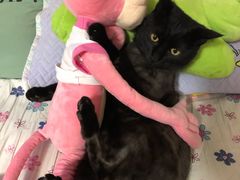 -喜多萌中农锦绣动物医院24H·猫科·牙科MRI·CT