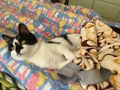 -伟伟宠物医院·瑞派猫友好医院·猫科(光谷店)