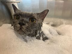 -PETKIT小佩宠物·低压洗护(国顺东路店)