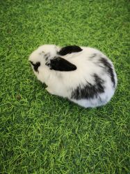 -萌宠亲子动物乐园(槐房万达店)