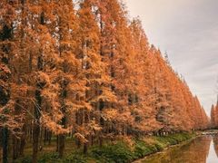 -黄海国家森林公园