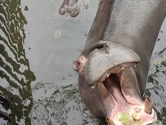 -海南热带野生动植物园