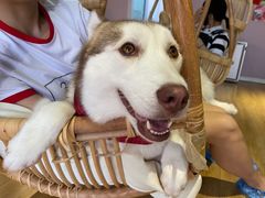 -Husky Go! 哈士奇体验馆·宠物咖啡厅狗咖