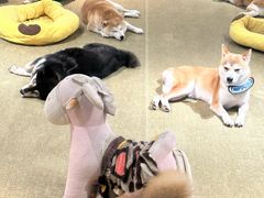 -逗柴咖啡屋·狗咖猫咖宠物桌游