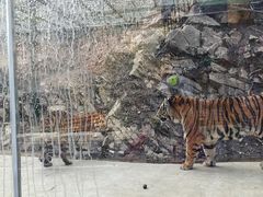 -栾川竹海野生动物园