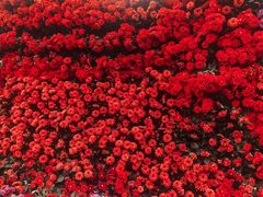 -重庆市江北嘴中央商务区中央公园