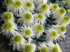 -杭州植物园