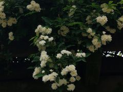 -红梅公园