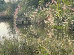 -白鹭湾湿地公园