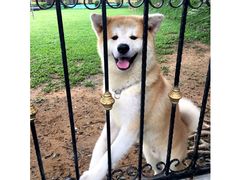 -良成狗狗乐园