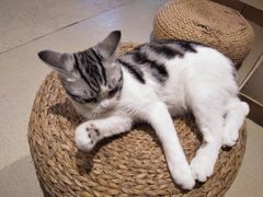 -藏猫猫咖啡主题馆(中央大道店)