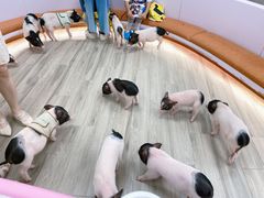 -猪盟咖啡店(玖洲道店)