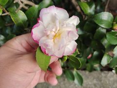 -星平鸡饭·粤菜小炒(印象城旗舰店)